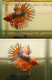 Fwbettasct1418291832 Young Orange Fancy Ct Betta Fish Care Betta Fish Pet Fish
