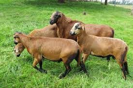 Barbados blackbelly sheep combine the rare attributes of adaption to widespread environments and high reproductive efficiency, which account for their average of two lambs per litter and an average lambing interval of eight to nine months. Barbadosschafe