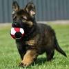 Adopt german shepherd dogs in michigan. Https Encrypted Tbn0 Gstatic Com Images Q Tbn And9gcqmlyaoni71o8swrapeisy2ecb93ldsfzky2ubtlugcbwgtzk5x Usqp Cau