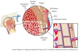 Image result for Intraosseous Access