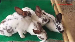 Cute Animal Cute Bunny Funny Rabbit For Kid Lovely Rabbits Video Com Funny Rabbit Animals Rabbit Gif