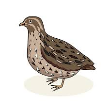 With over 4000 coloring pages including california quail animals coloring pages. 29 304 Quail Bird Stock Photos And Images 123rf