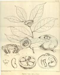 Image result for Napoleonaea angolensis