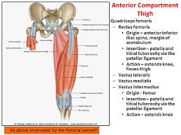   it arises by a thick tendon from the upper and outer impression on the tuberosity of the ischium, above and lateral to the biceps femoris and semitendinosus. Muscles Of The Lower Extremities Ppt Video Online Download
