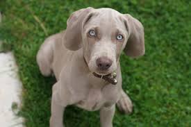 Healthy, purebred weimaraner puppies directly from ethical breeders. 11 Noble Facts About Weimaraners Mental Floss