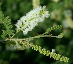 Image result for Acacia fleckii