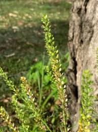 Image result for Lepidium bonariense