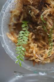 Image result for Asplenium uschiae