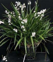 Image result for Ottelia kunenensis