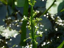 Image result for Limnophyton obtusifolium