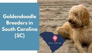 Families from all over the state of texas, lousiana, oklahoma and many other states have chosen to adopt their new companion from lonestar doodles. 9 Goldendoodle Breeders In South Carolina Sc Goldendoodle Puppies For Sale Animalfate