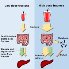Every gram of carbohydrate has about. The Small Intestine Converts Dietary Fructose Into Glucose And Organic Acids Sciencedirect