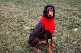 Doberman Winter Coats Winter Coats Page 2 Doberman Forum Doberman Breed Dog Forums Doberman Pinscher Doberman Doberman Breed