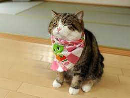 Maru The Japanese Cat That Has Some Funny Videos Cats Cats And Kittens Cute Cats