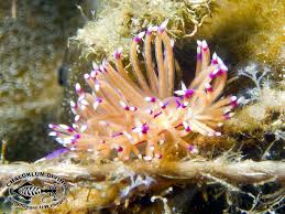 Image result for Solenangis clavata