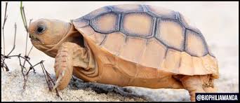 Maybe you would like to learn more about one of these? Gopher Tortoise Facts Films Conservation Efforts And Research