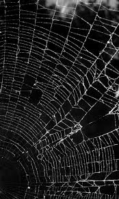 Flowing wave line on black background vector design free download. Free Stock Photo Of Spiderweb On Black Background Download Free Images And Free Illustrations