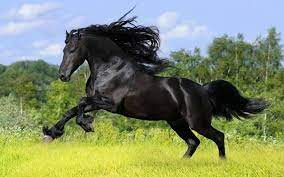 547552 410265532437047 1611262500 n jpg 720 450 horse wallpaper most beautiful horses horses