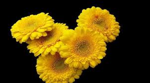 Gerbera Flower Yellow