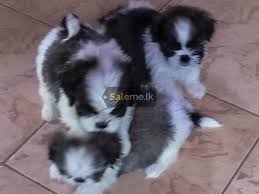 We would like to show you a description here but the site won't allow us. Dulux Dog For Sale In Sri Lanka