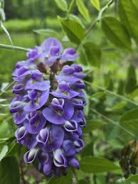 Image result for Wisteria
