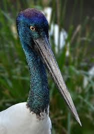Bird With Long Legs And Long Beak Pin On Long Legs Birds