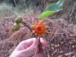 Image result for Turraea mombassana