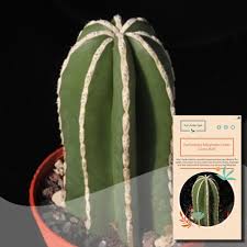 Many growers allow their cacti to grow closely together for the first year or two, then transplant to single. Pachycereus Marginatus Seeds Cactus Seeds Variety 045 Shopee Philippines