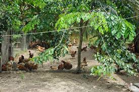 Former mechanical engineer abdul rani wahab, or uncle rani, built this farm from scratch six years ago in line with his vision of a clean, sustainable along with his wife and a few helpers, uncle rani runs a small eatery right on the farm where you can order the chicken to be cooked in a variety of. Uncle Rani Chicken Farm