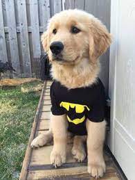 Animal planet stegosaurus golden retriever costume 6. 180 Golden Retriever Costumes Ideas Golden Retriever Costume Golden Retriever Retriever