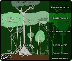 Rainforests are forests characterized by high and continuous rainfall, with annual rainfall in the case of tropical rainforests between 2.5 and 4.5 metres (98 and 177 in) and definitions varying by region for temperate rainforests. Tropical Rainforest World Biomes The Wild Classroom