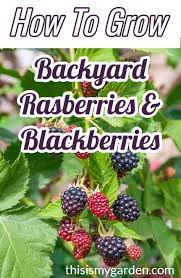 Everything You Need To Know About Growing Backyard Raspberries Blackberries Growing Raspberries Growing Fruit Trees Growing Blackberries