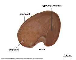 Image result for Ozoroa pwetoensis