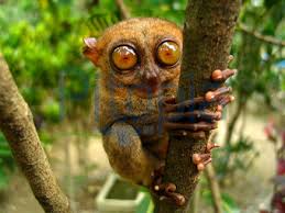 The lion king is a 1994 american animated musical drama film produced by walt disney feature animation and released by walt disney pictures.it is the 32nd disney animated feature film, and the fifth animated film produced during a period known as the disney renaissance. Bildagentur Pitopia Bilddetails Schau Mir In Die Augen Dieter1 Bild 643908 Tarsier Maki Koboldmaki Affe Affchen Bohol Dschungel Wald Gnom Augen Raubtier Philippinen Asien Fernost Tropen Selten Kobold Ast Blatt