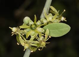 Image result for Balanites pedicellaris