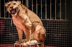 サーカスで雌ライオンが暴れ調教師を襲う ショック受けた妊婦が卒倒する一幕も – Sirabee