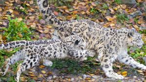 Snow Leopard Wild Cat Cub Babies Spots Pattern Wallpaper 1920x1080 52244 Wallpaperup See more ideas about snow leopard, wild cats, animals beautiful. snow leopard wild cat cub babies spots