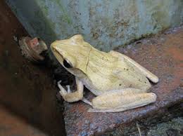 Kitaran hidup katak metamorfosis katak sistem peredaran darah manusia (circulatory syste. Kediaman Anda Dan Katak Majalahsains