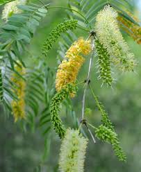 Image result for Prosopis glandulosa
