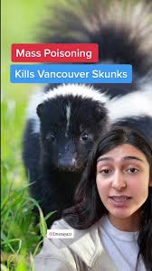 How Can You Tell If A Skunk Has Rabies