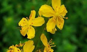 Koyun Otu Kullanimi Ve Faydalari Ot Gen Tr Otlar Sifali Otlar Bitki