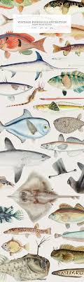 Download Free Royalty Free Images Of Vintage Fishes At Rawpixel Com Vintage Drawing Cool Art Projects Fish Illustration