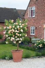 Training Your Flowering Shrubs To Be Trees And Major Garden Inspiration Boxwood Ave Rose Trees Garden Shrubs Garden Inspiration