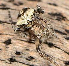 Image result for Centema subfusca