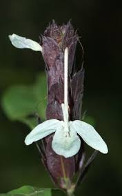 Image result for Ecbolium clarkei