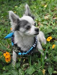 I am doing a poseable chiwawa soft mount ) please critique! Sushi The Long Haired Chihuahua S Web Page
