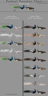 Top 20 bird coloring pages for preschoolers: Peacock Color Genetics Minifluffs Caviary