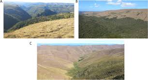 Image result for Diheteropogon filifolius