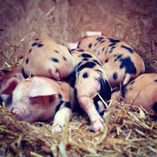 We did not find results for: Home Oxford Sandy And Black Pigs