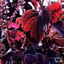 Image result for Coleus buchananii